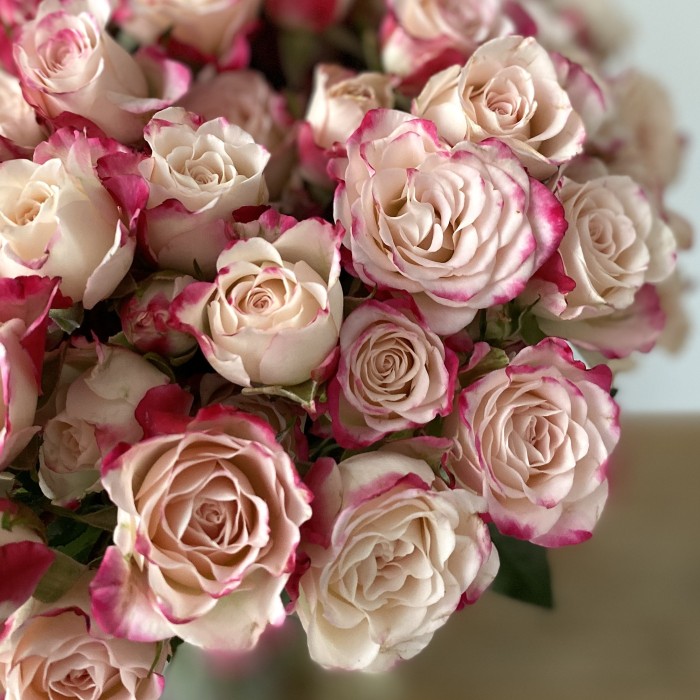 Роза Рефлекс