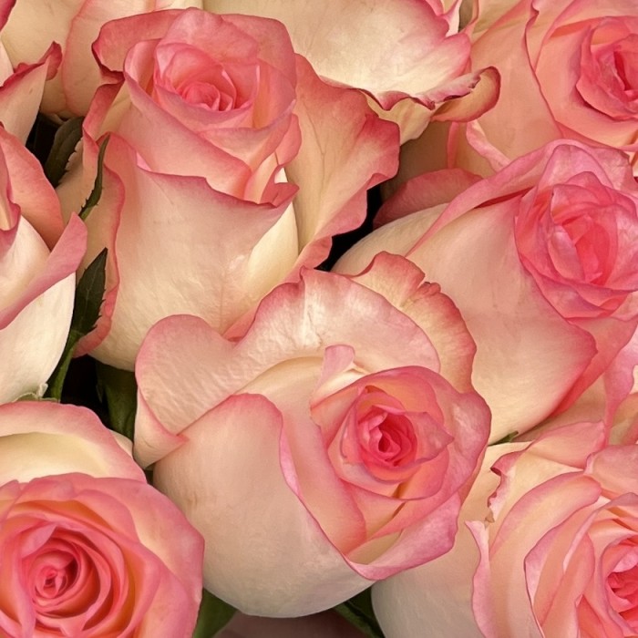 Роза Джумилия 60 см