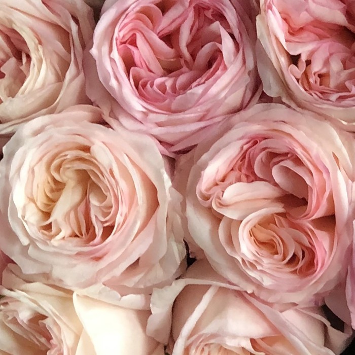 Ароматная Роза Анжи Романтик