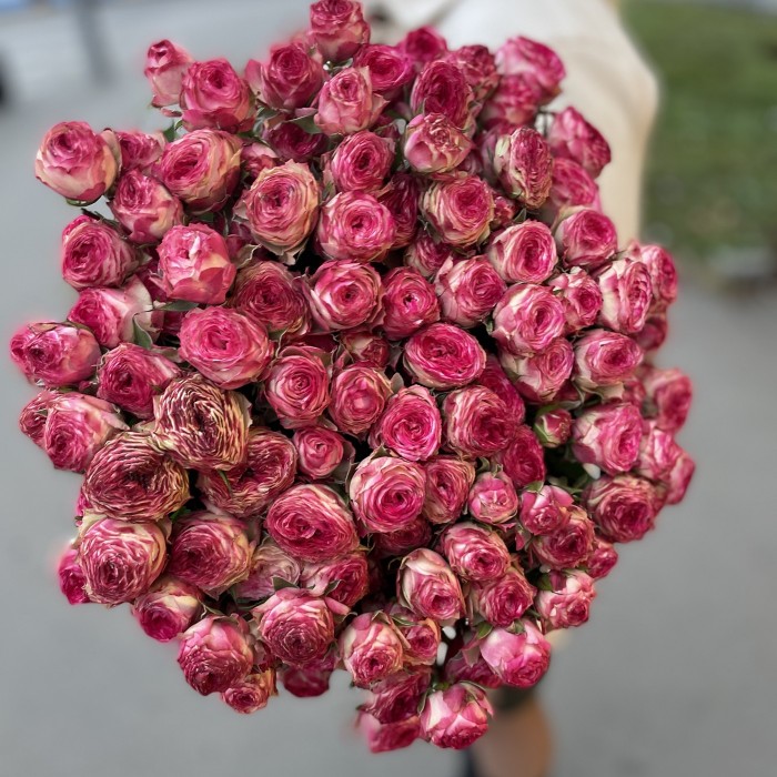 Кустовая пионовидная роза Ай Опенер