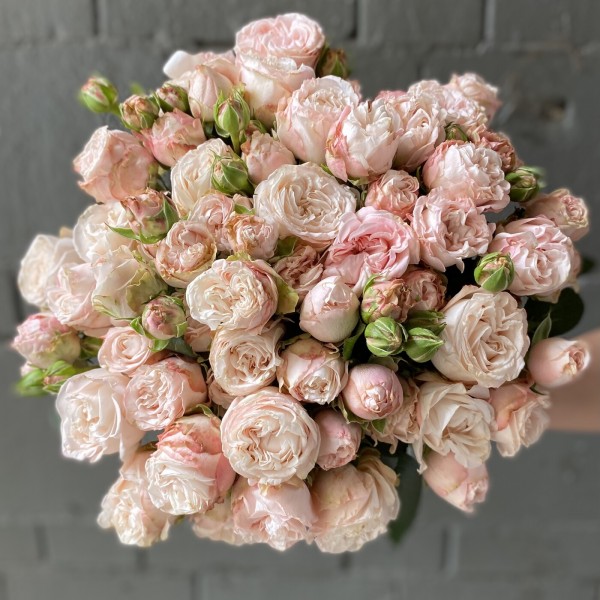 Кустовая пионовидная роза Бомбастик