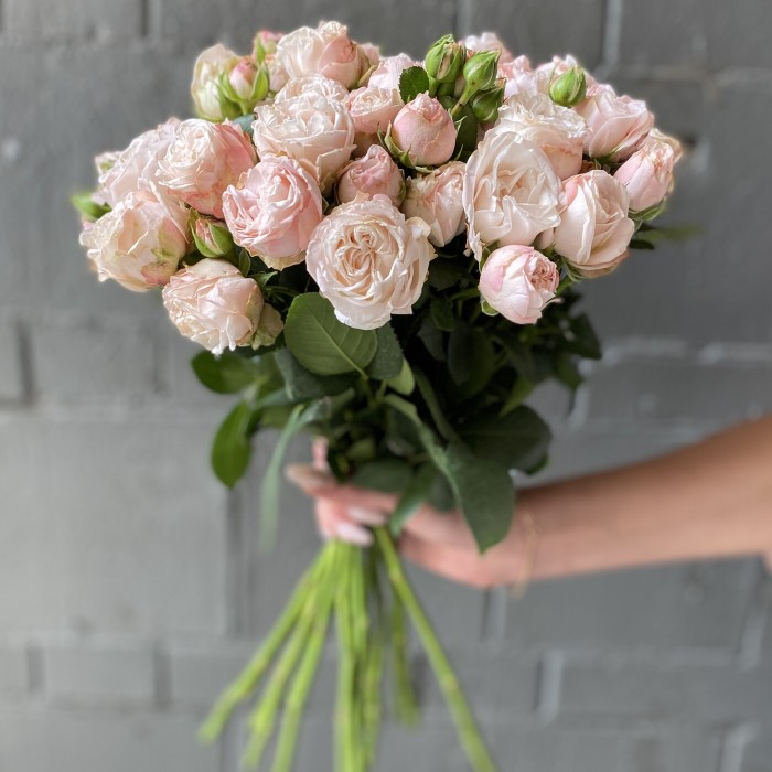 Кустовая пионовидная роза Бомбастик