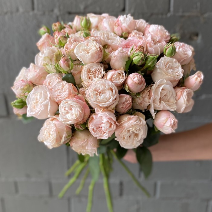 Кустовая пионовидная роза Бомбастик