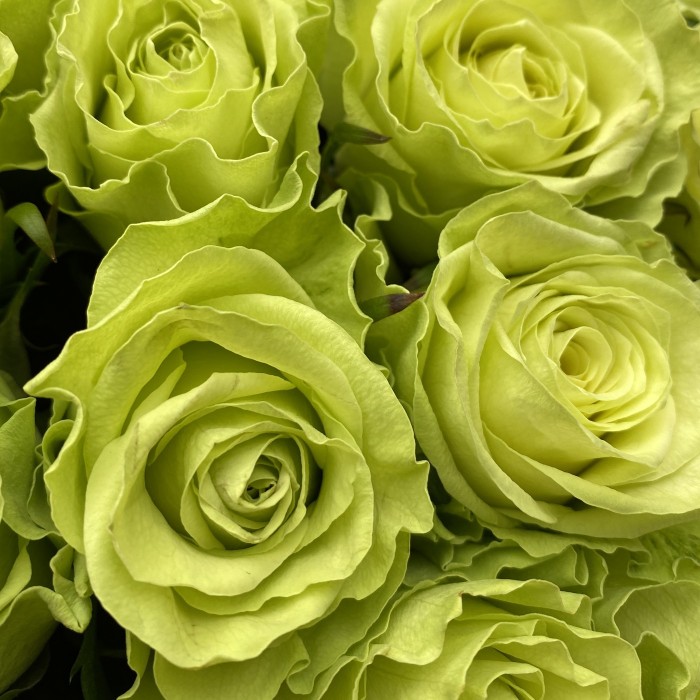 51 роза зеленая