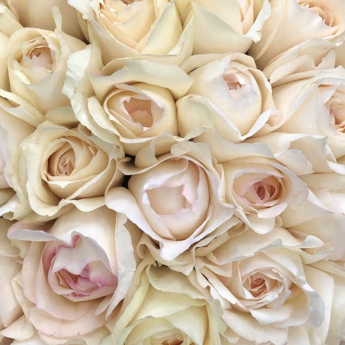 Ароматная Роза Крем Пьяже