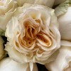 Букет пионовидных роз Creamy Reeva