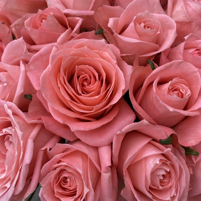 Роза Фаворита 60 см