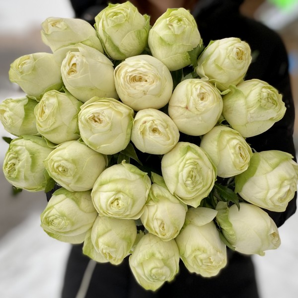 Пионовидная роза Пур Блонд