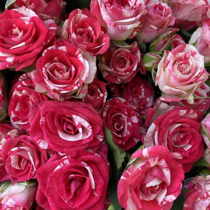 Букет из кустовых роз Fireworks