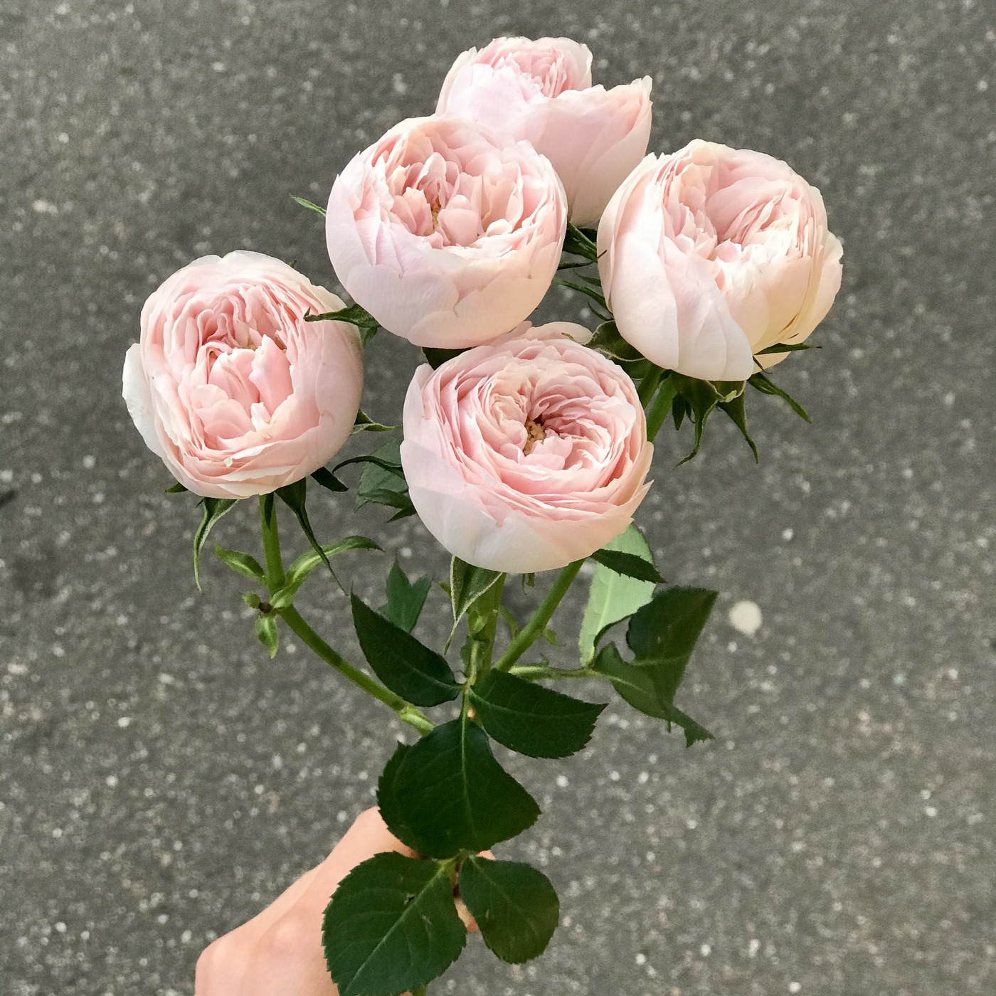 Mansfield роза екатеринбург купить букет цветов недорого