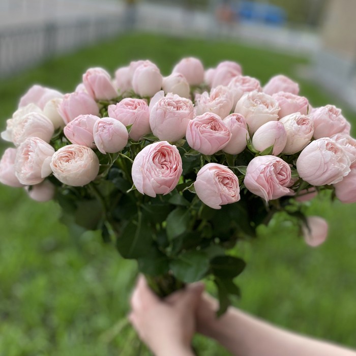 Кустовая пионовидная роза Мансфилд парк