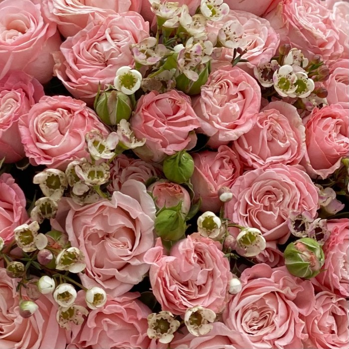 Пионовидная роза Мадам бомбастик с ваксфлауэром