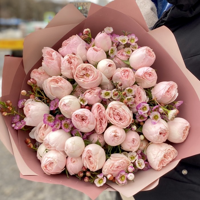 Пионовидная роза Мансфилд парк с ваксфлауэром