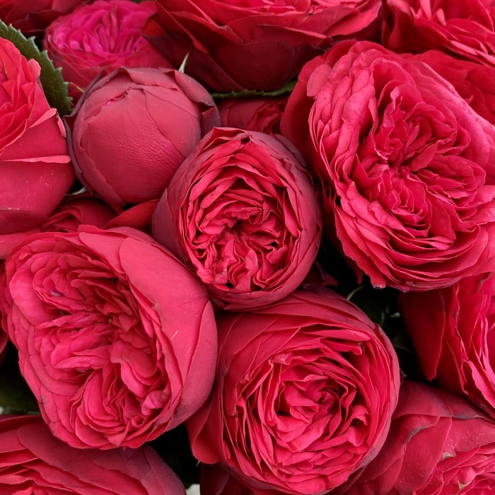 Букет из пионовидных роз Ред Пиано