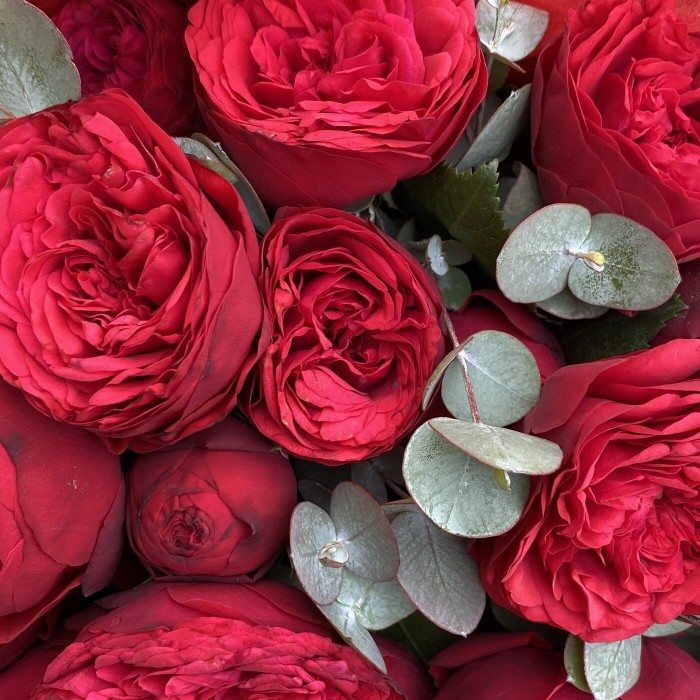 Пионовидные розы Ред Пиано с эвкалиптом