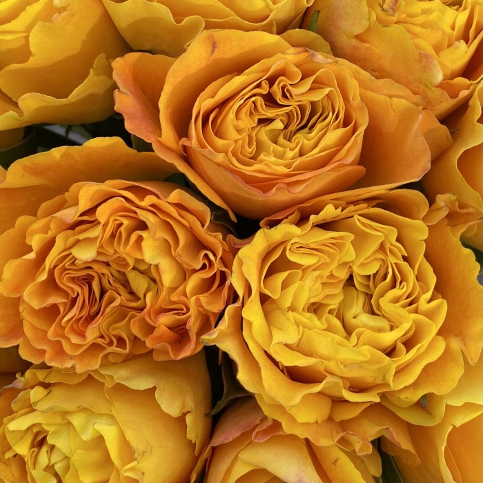 Оранж Рива пионовидные розы