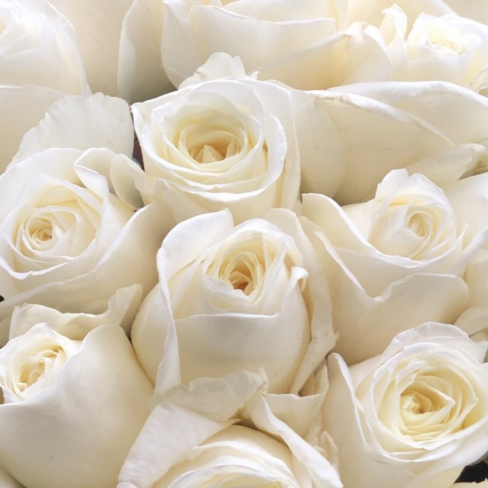 Ароматная Роза Норма Джин