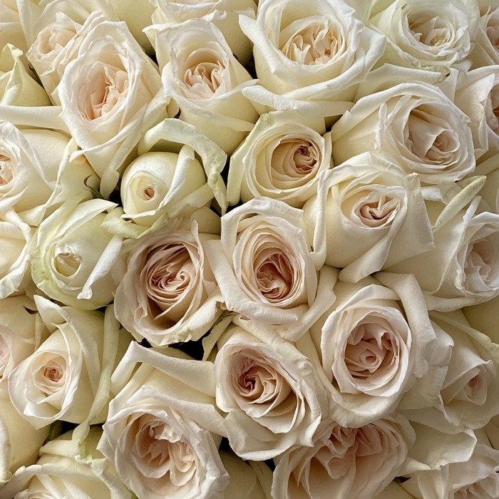 51 ароматная роза White Ohara
