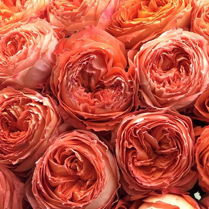 Роза Оранж Романтик