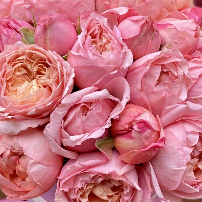 Пионовидные розы в коробке Джульетта