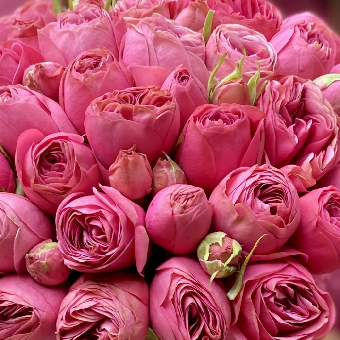 Пионовидные розы в коробке Трендсеттер