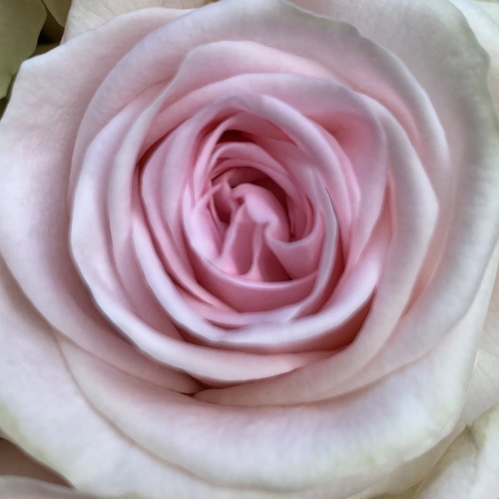 25 Роз Свит Ревайвал (Sweet Revival)