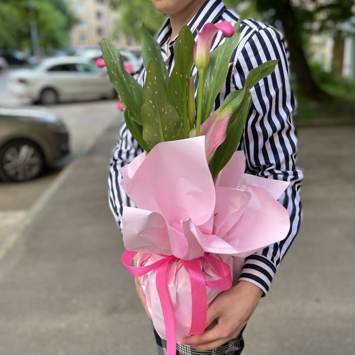 Калла в горшке микс