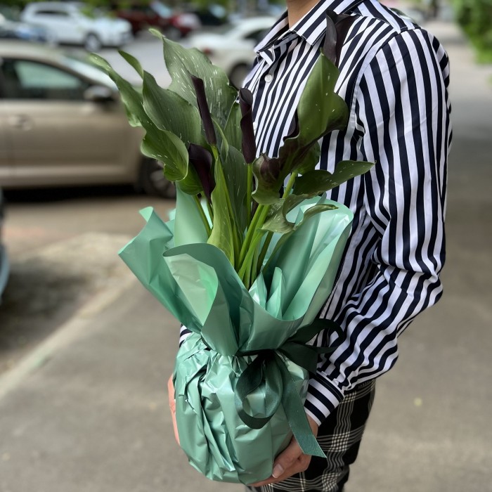 Калла в горшке микс