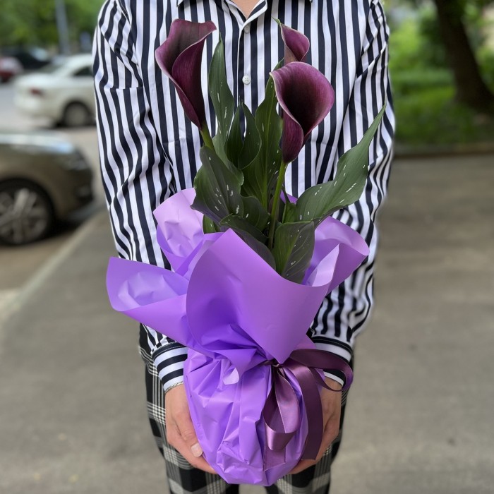 Калла в горшке микс