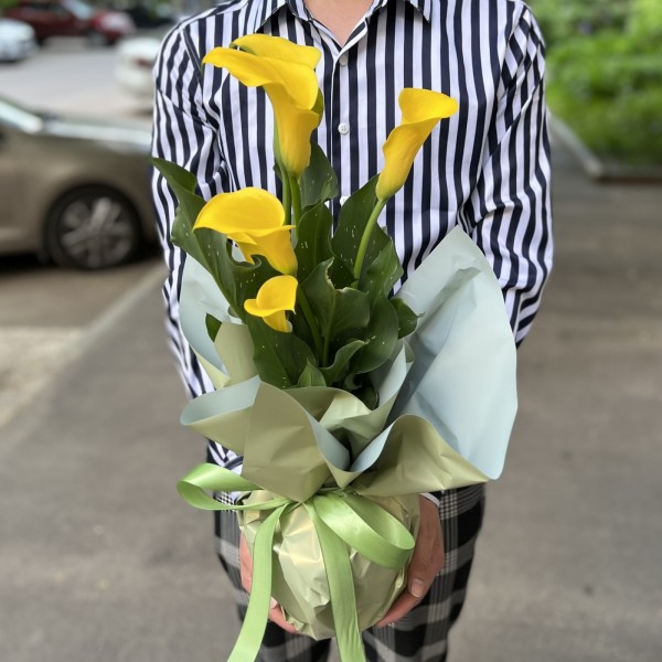 Калла в горшке микс