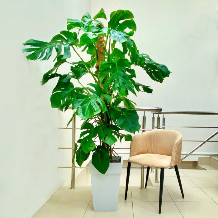 Монстера Делициоза