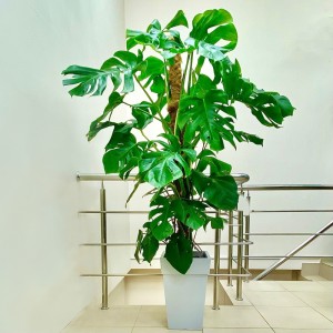 Монстера Делициоза