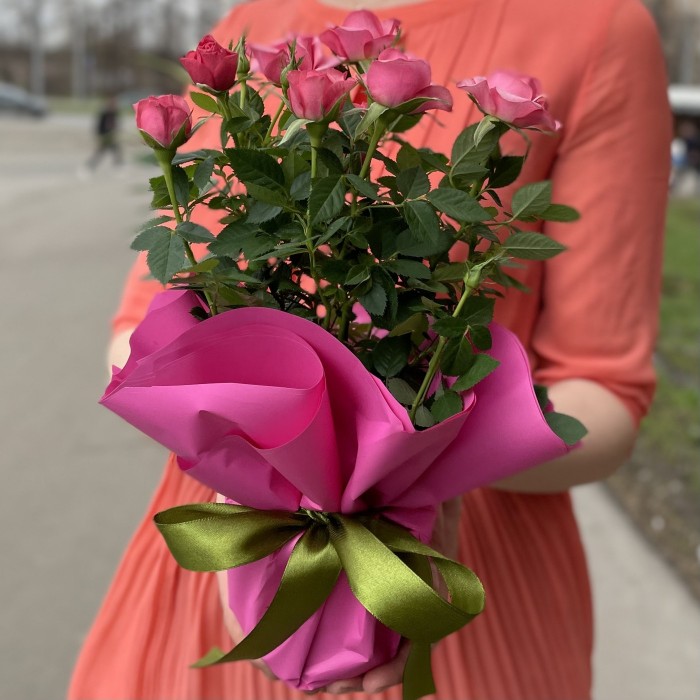 Роза в горшке микс