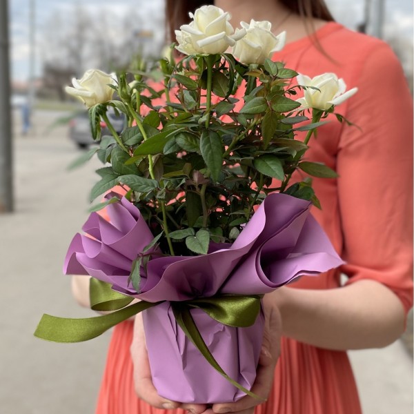 Роза в горшке микс