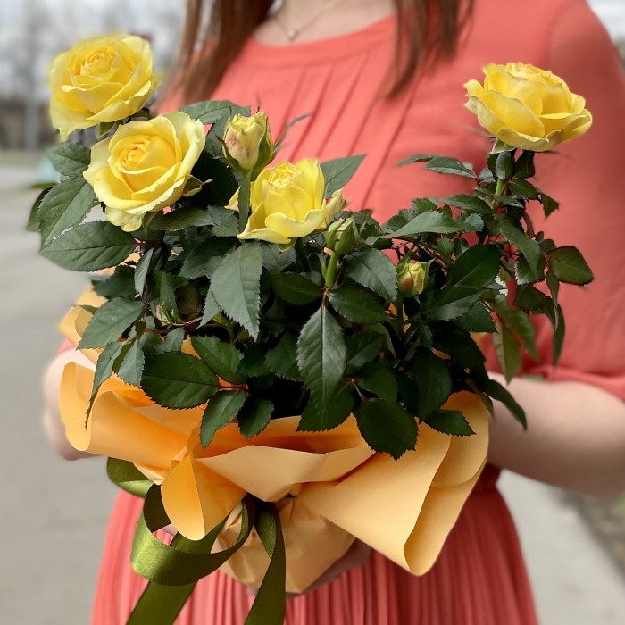 Роза в горшке микс