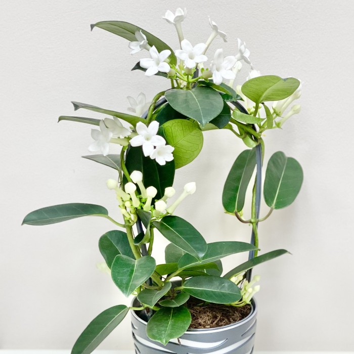 Стефанотис (Домашний жасмин)