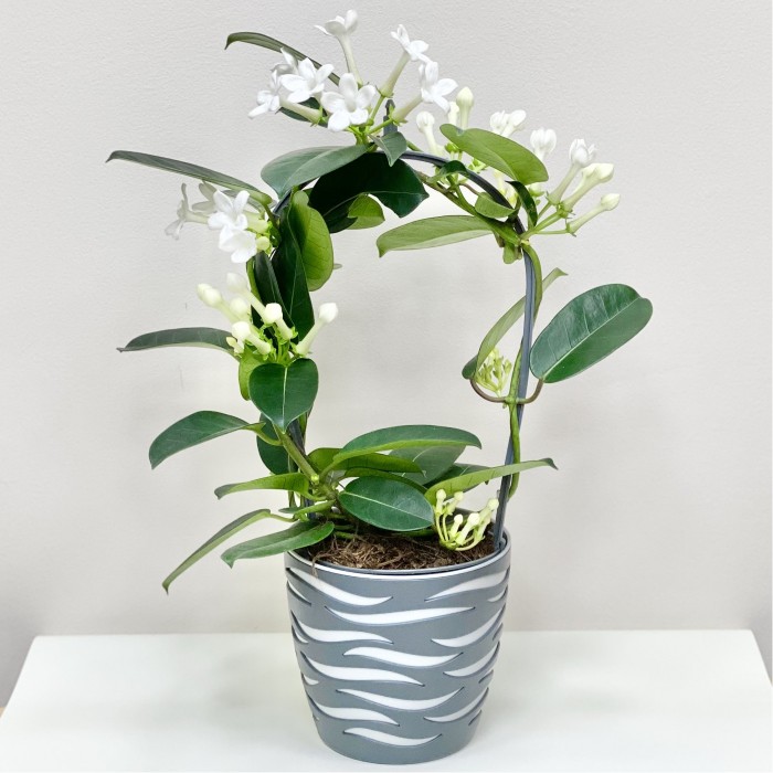 Стефанотис (Домашний жасмин)