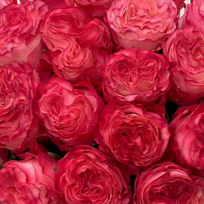 Пионовидная роза Энчантмент