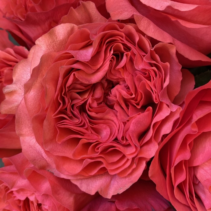 Пионовидная роза Корал Рива