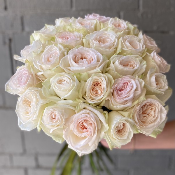 Пионовидная роза White Ohara