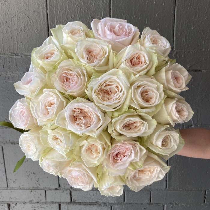 Пионовидная роза White Ohara