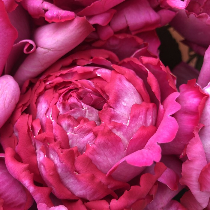 Ароматная Роза Ив Пьяже