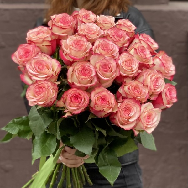 Роза Палома бело-розовая