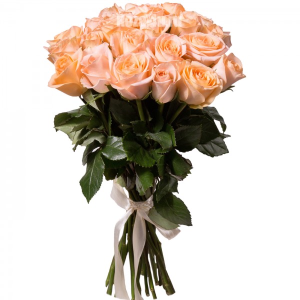 Роза кремовая Дарлинг