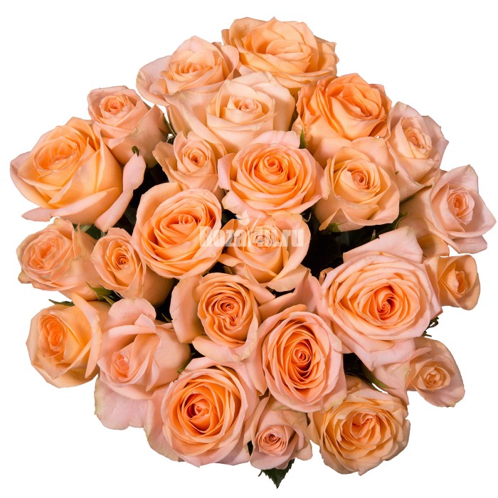 Роза кремовая Дарлинг