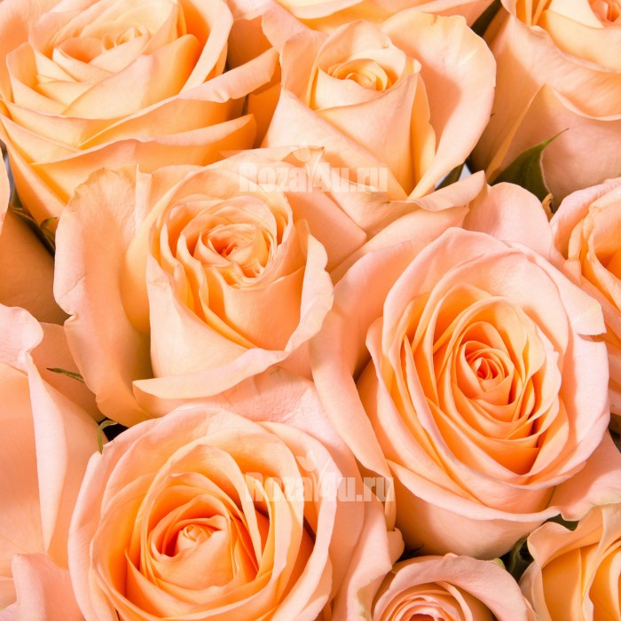 Роза кремовая Дарлинг