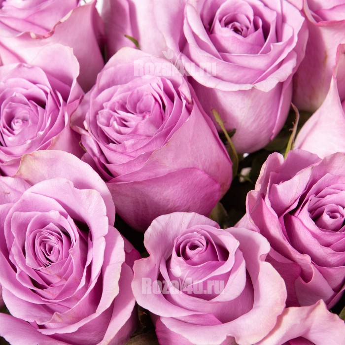 25 сиреневых роз