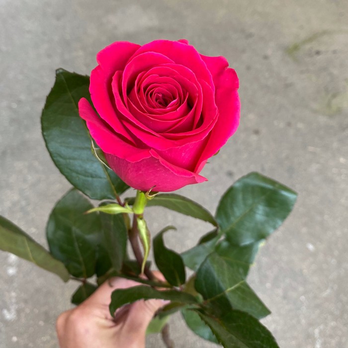 25 роз Пинк флойд