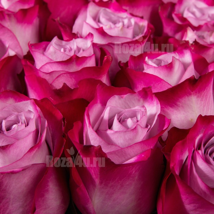 Роза Дип Перпл 50 см