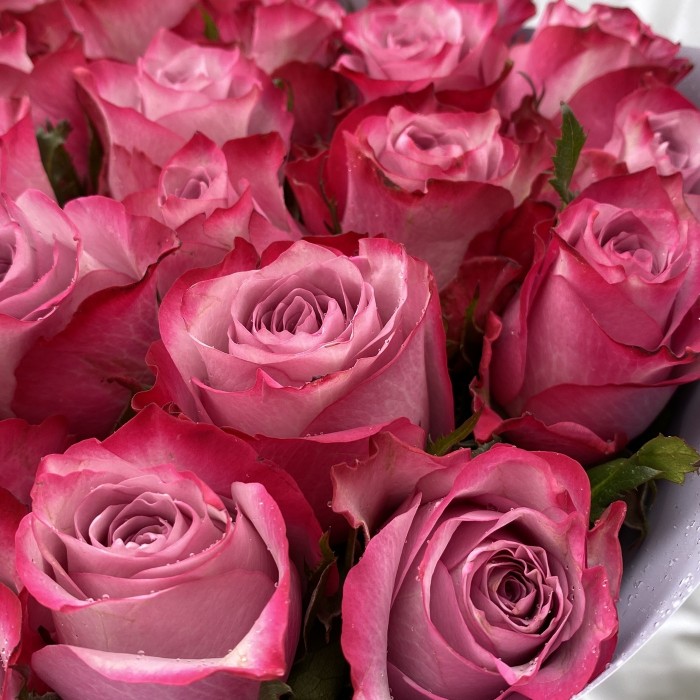 25 роз Дип Перпл